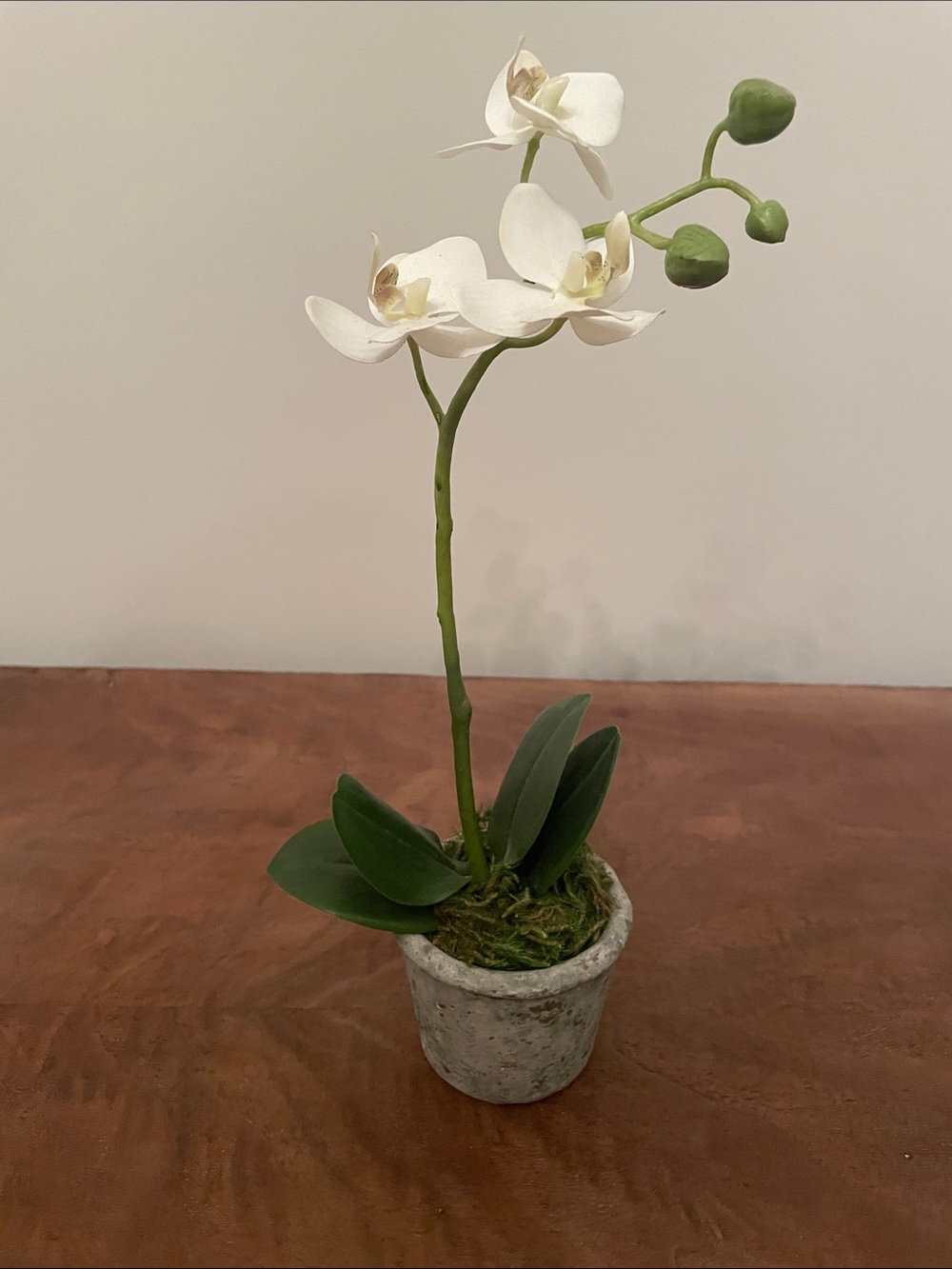 Potted Orchid